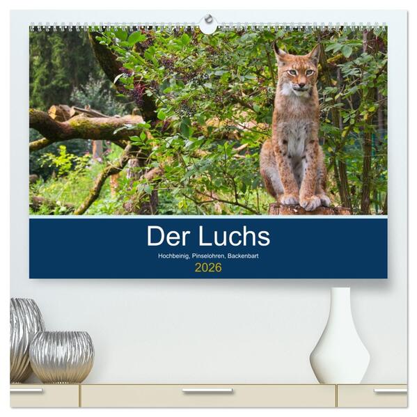 Der Luchs - Hochbeinig Pinselohren Backenbart (hochwertiger Premium Wandkalender 2026 DIN A2 quer) Kunstdruck in Hochglanz