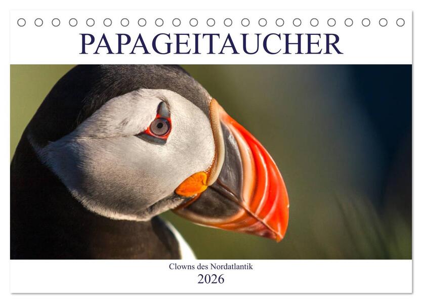 Papageitaucher: Clowns des Nordatlantik (Tischkalender 2026 DIN A5 quer) CALVENDO Monatskalender