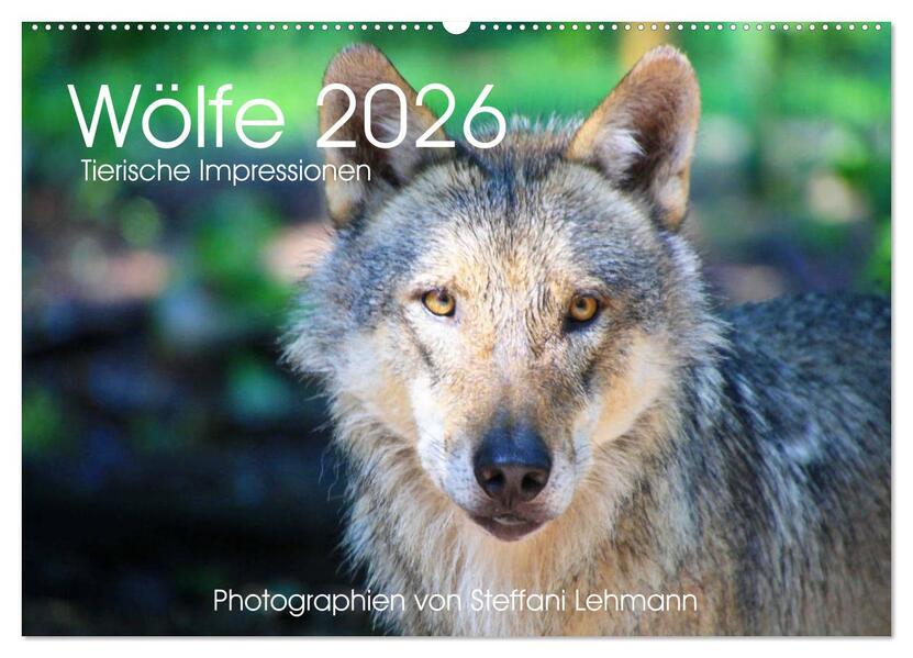 Wölfe 2026. Tierische Impressionen (Wandkalender 2026 DIN A2 quer) CALVENDO Monatskalender
