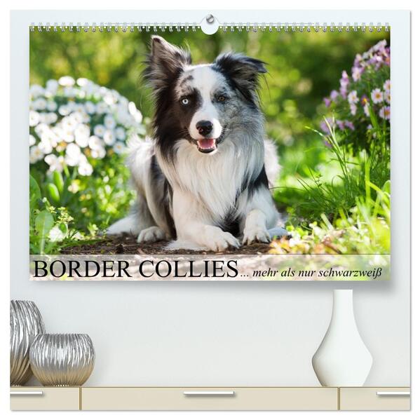Border Collies - nicht nur schwarzweiß (hochwertiger Premium Wandkalender 2026 DIN A2 quer) Kunstdruck in Hochglanz