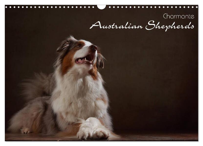 Charmante Australian Shepherds (Wandkalender 2026 DIN A3 quer) CALVENDO Monatskalender