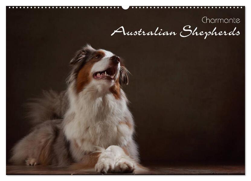 Charmante Australian Shepherds (Wandkalender 2026 DIN A2 quer) CALVENDO Monatskalender