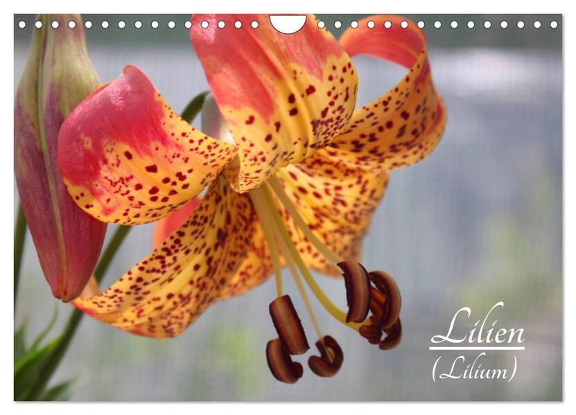 Lilien (Lilium) (Wandkalender 2026 DIN A4 quer) CALVENDO Monatskalender