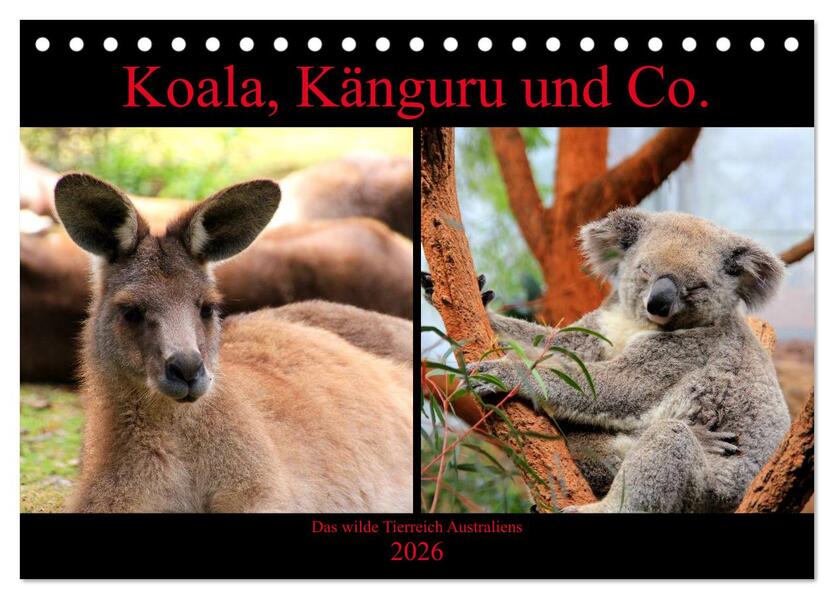 Koala Känguru und Co. - Das wilde Tierreich Australiens (Tischkalender 2026 DIN A5 quer) CALVENDO Monatskalender