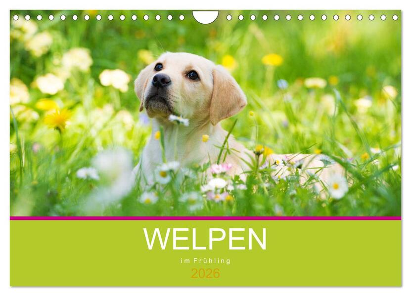 Welpen im Frühling (Wandkalender 2026 DIN A4 quer) CALVENDO Monatskalender