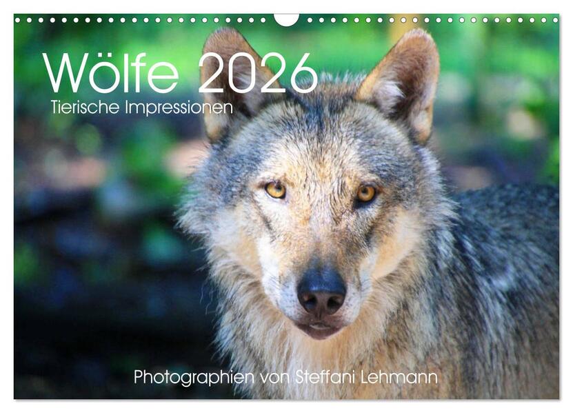 Wölfe 2026. Tierische Impressionen (Wandkalender 2026 DIN A3 quer) CALVENDO Monatskalender