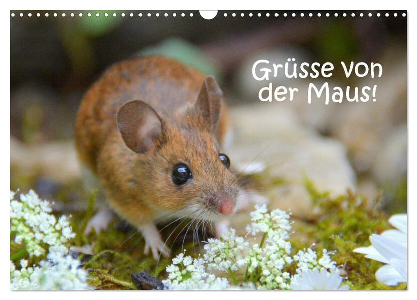 Grüsse von der Maus! (Wandkalender 2026 DIN A3 quer) CALVENDO Monatskalender