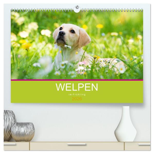 Welpen im Frühling (hochwertiger Premium Wandkalender 2026 DIN A2 quer) Kunstdruck in Hochglanz