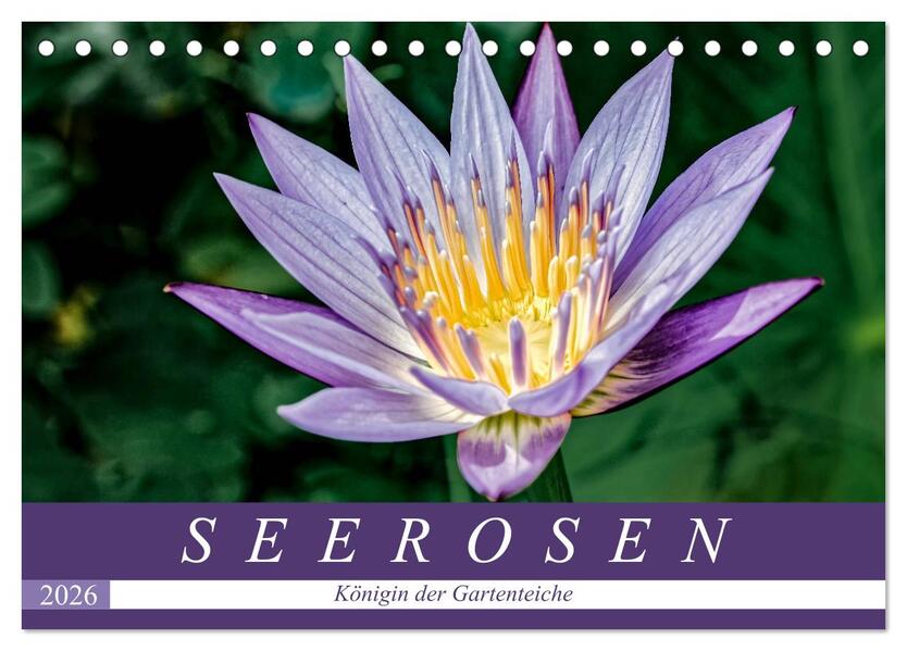 Seerosen - Königin der Gartenteiche (Tischkalender 2026 DIN A5 quer) CALVENDO Monatskalender