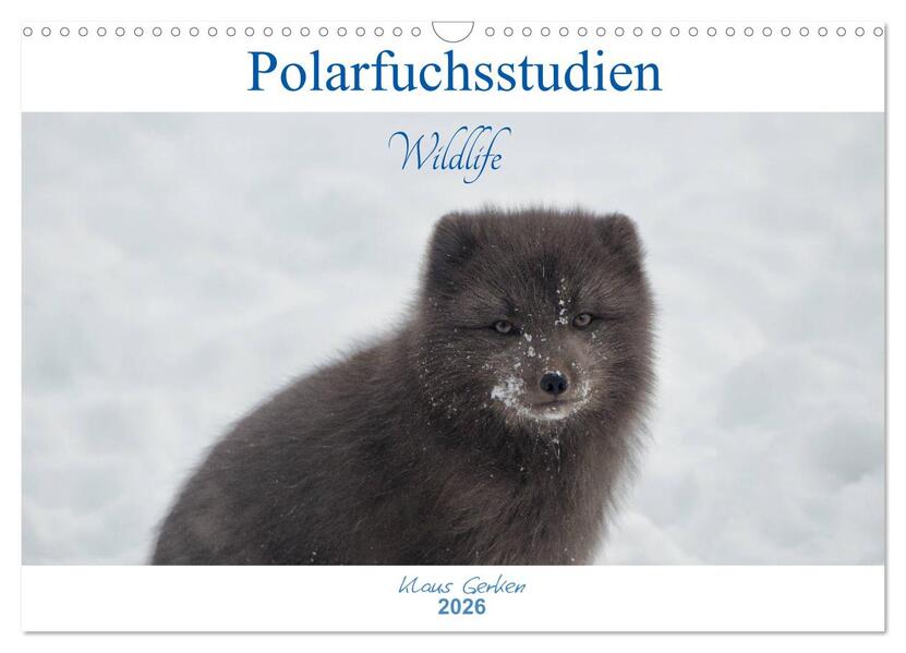 Polarfuchsstudien Wildlife (Wandkalender 2026 DIN A3 quer) CALVENDO Monatskalender