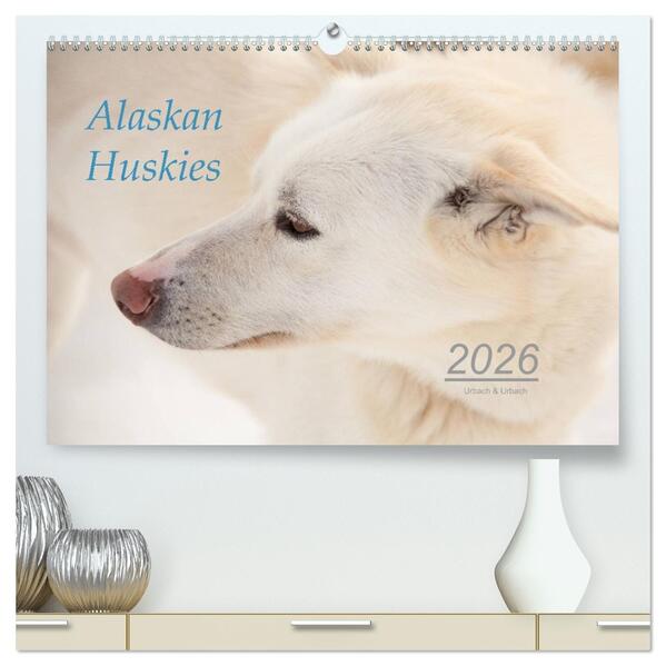 Alaskan Huskies (hochwertiger Premium Wandkalender 2026 DIN A2 quer) Kunstdruck in Hochglanz