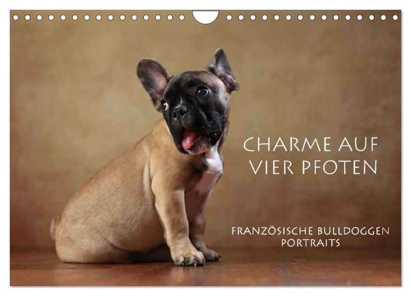 Charme auf vier Pfoten - Französische Bulldoggen Portraits (Wandkalender 2026 DIN A4 quer) CALVENDO Monatskalender