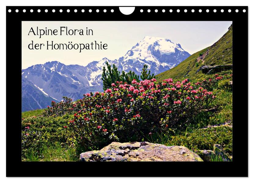 Alpine Flora in der Homöopathie (Wandkalender 2026 DIN A4 quer) CALVENDO Monatskalender