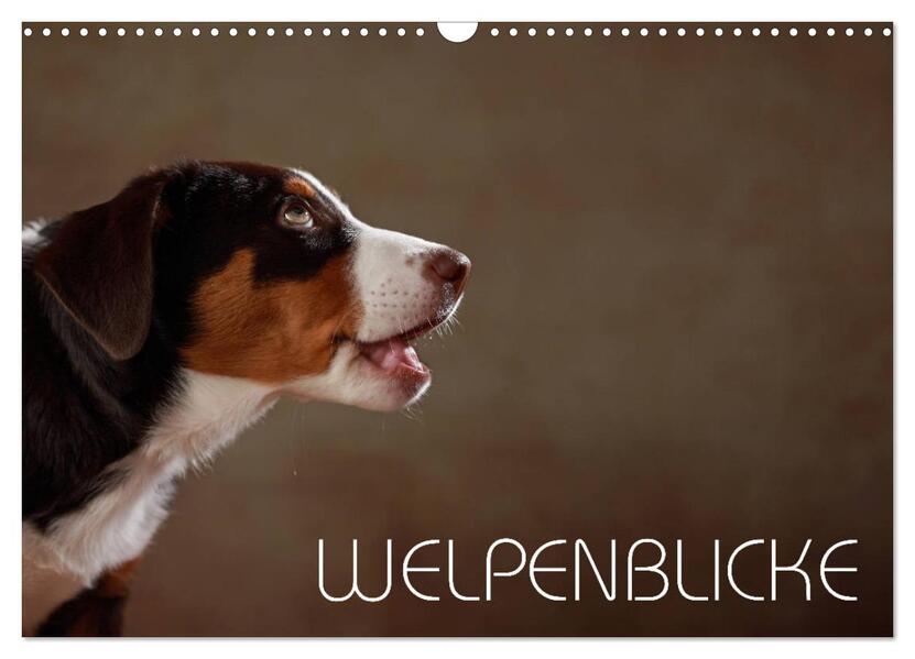 Welpenblicke (Wandkalender 2026 DIN A3 quer) CALVENDO Monatskalender