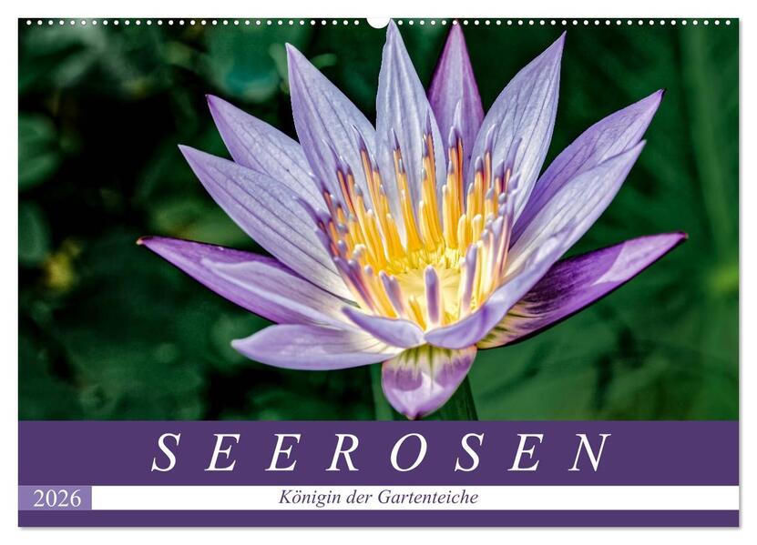 Seerosen - Königin der Gartenteiche (Wandkalender 2026 DIN A2 quer) CALVENDO Monatskalender