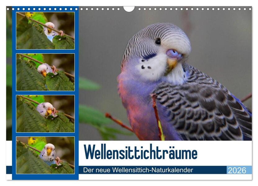 Wellensittichträume - Der neue Wellensittich-Naturkalender (Wandkalender 2026 DIN A3 quer) CALVENDO Monatskalender