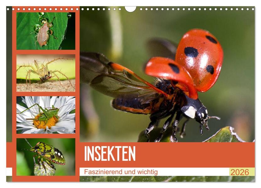 Insekten. Faszinierend und wichtig (Wandkalender 2026 DIN A3 quer) CALVENDO Monatskalender