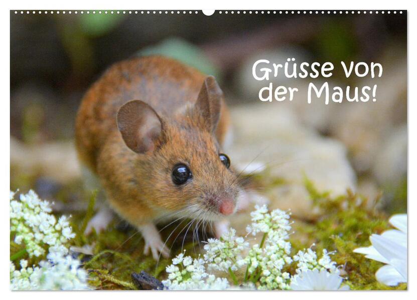 Grüsse von der Maus! (Wandkalender 2026 DIN A2 quer) CALVENDO Monatskalender