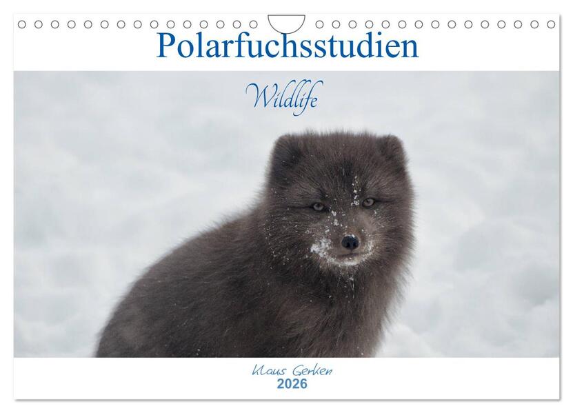 Polarfuchsstudien Wildlife (Wandkalender 2026 DIN A4 quer) CALVENDO Monatskalender
