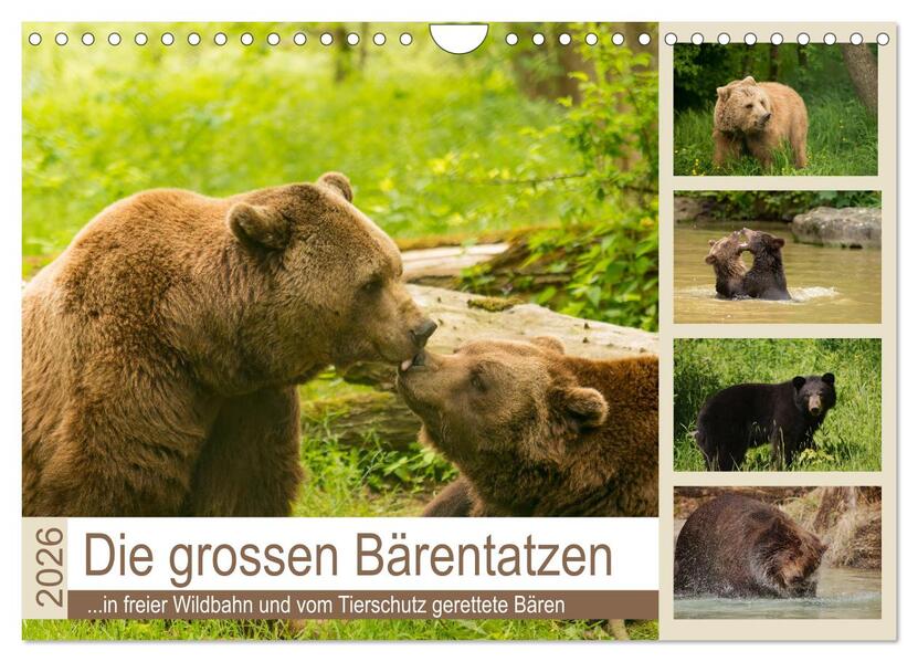Die grossen Bärentatzen (Wandkalender 2026 DIN A4 quer) CALVENDO Monatskalender