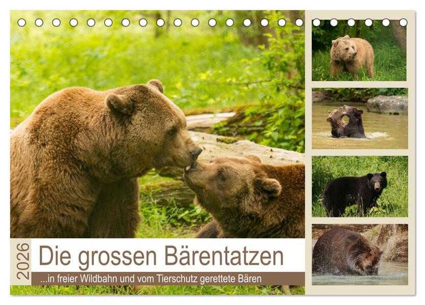 Die grossen Bärentatzen (Tischkalender 2026 DIN A5 quer) CALVENDO Monatskalender