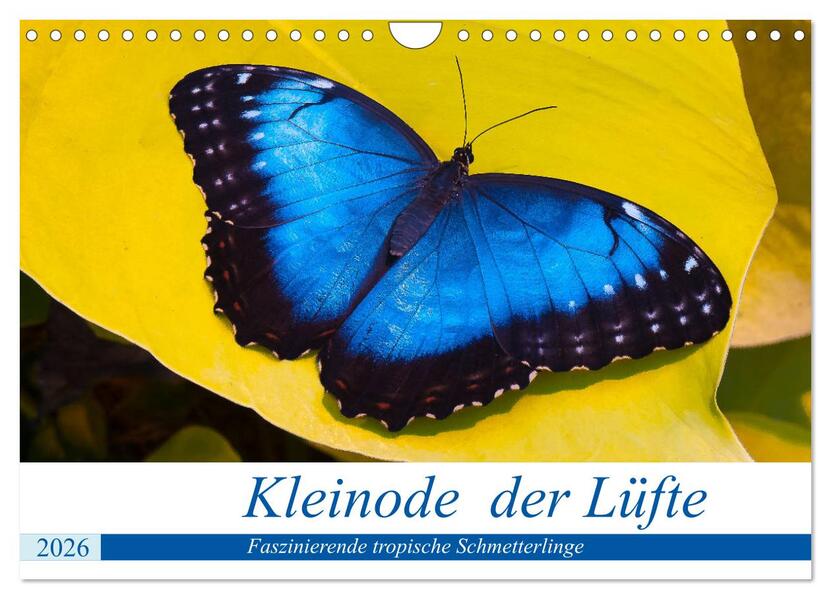 Kleinode der Lüfte - Faszinierende tropische Schmetterlinge (Wandkalender 2026 DIN A4 quer) CALVENDO Monatskalender