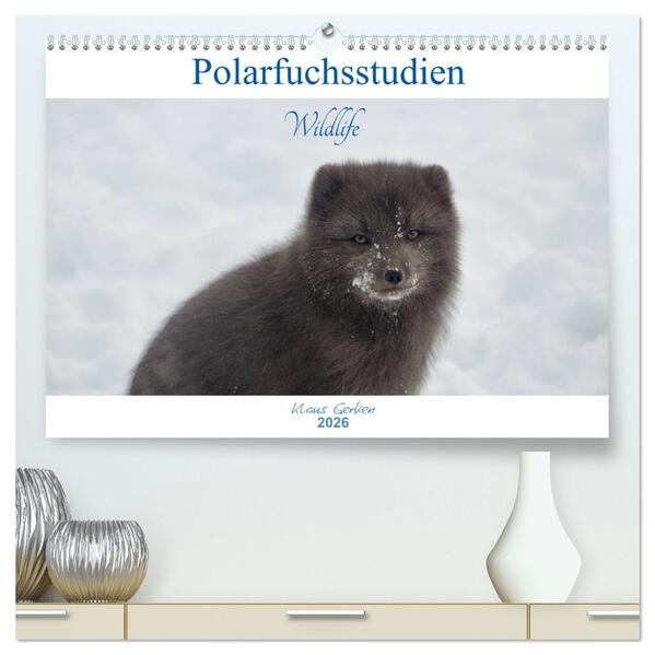 Polarfuchsstudien Wildlife (hochwertiger Premium Wandkalender 2026 DIN A2 quer) Kunstdruck in Hochglanz