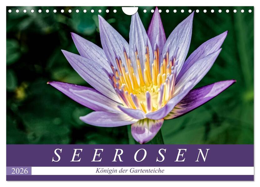 Seerosen - Königin der Gartenteiche (Wandkalender 2026 DIN A4 quer) CALVENDO Monatskalender