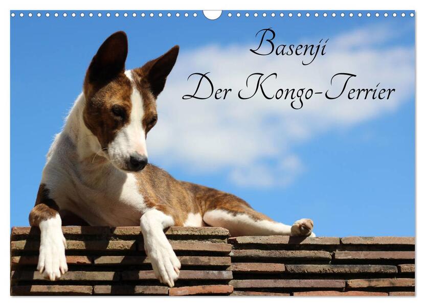 Basenji der Kongo-Terrier (Wandkalender 2026 DIN A3 quer) CALVENDO Monatskalender