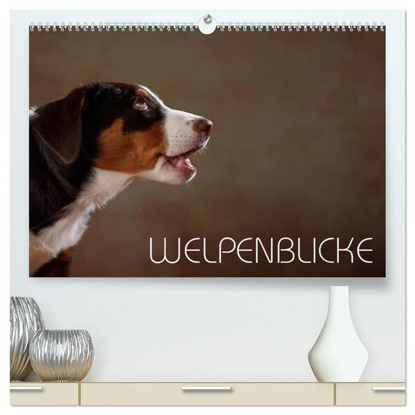 Welpenblicke (hochwertiger Premium Wandkalender 2026 DIN A2 quer) Kunstdruck in Hochglanz