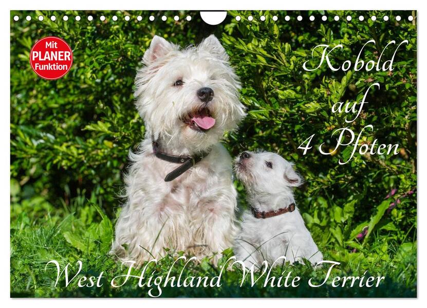 Kobold auf 4 Pfoten - West Highland White Terrier (Wandkalender 2026 DIN A4 quer) CALVENDO Monatskalender