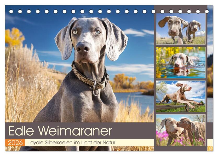 Edle Weimaraner. Loyale Silberseelen im Licht der Natur (Tischkalender 2026 DIN A5 quer) CALVENDO Monatskalender