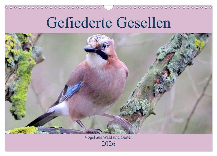Gefiederte Gesellen - Vögel aus Wald und Garten (Wandkalender 2026 DIN A3 quer) CALVENDO Monatskalender