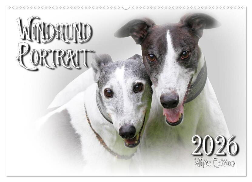 Windhund Portrait 2026 White Edition (Wandkalender 2026 DIN A2 quer) CALVENDO Monatskalender