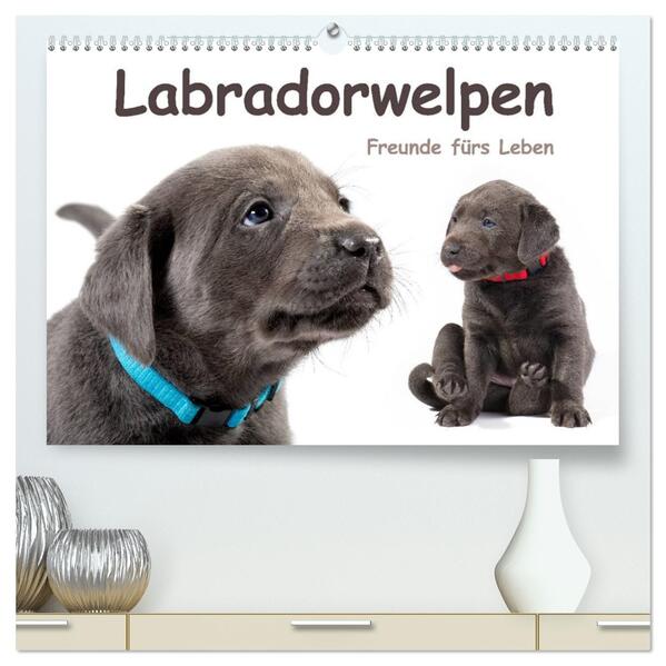 Labradorwelpen - Freunde fürs Leben (hochwertiger Premium Wandkalender 2026 DIN A2 quer) Kunstdruck in Hochglanz