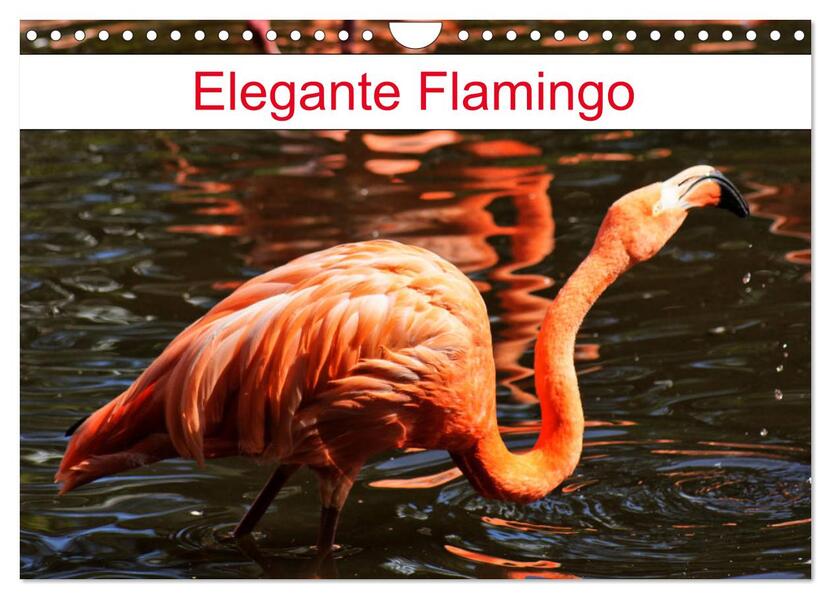 Elegante Flamingo (Wandkalender 2026 DIN A4 quer) CALVENDO Monatskalender