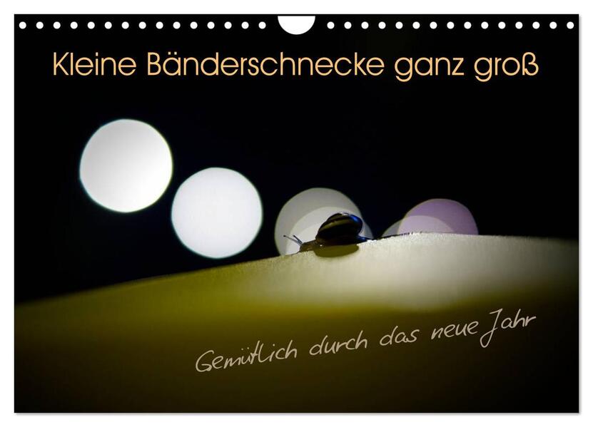 Kleine Bänderschnecke ganz groß - Gemütlich durch das neue Jahr (Wandkalender 2026 DIN A4 quer) CALVENDO Monatskalender