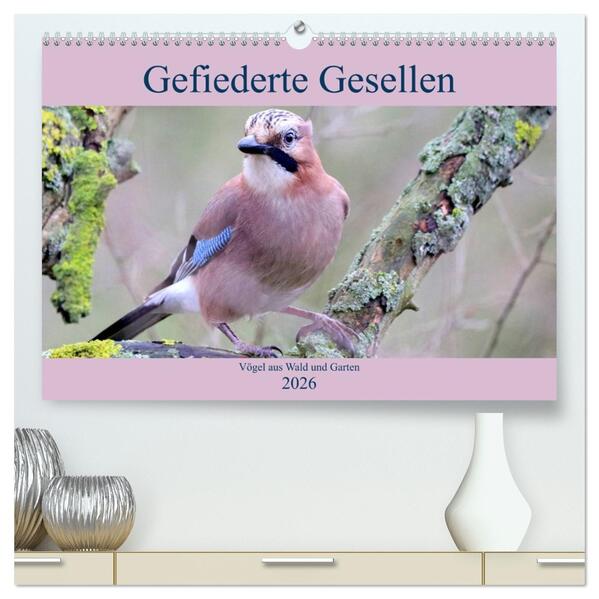 Gefiederte Gesellen - Vögel aus Wald und Garten (hochwertiger Premium Wandkalender 2026 DIN A2 quer) Kunstdruck in Hochglanz
