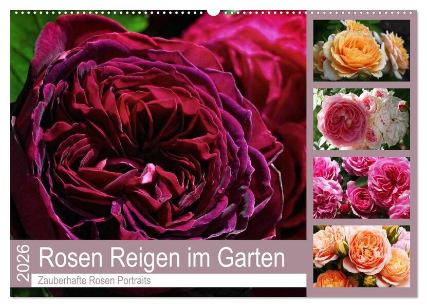 Rosen Reigen im Garten (Wandkalender 2026 DIN A2 quer) CALVENDO Monatskalender