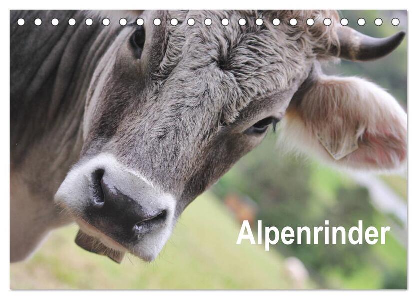 Alpenrinder (Tischkalender 2026 DIN A5 quer) CALVENDO Monatskalender
