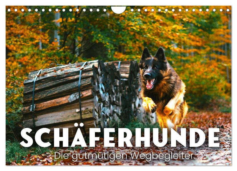 Schäferhunde - Die gutmütigen Wegbegleiter. (Wandkalender 2026 DIN A4 quer) CALVENDO Monatskalender
