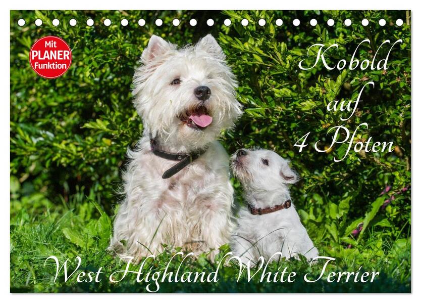 Kobold auf 4 Pfoten - West Highland White Terrier (Tischkalender 2026 DIN A5 quer) CALVENDO Monatskalender