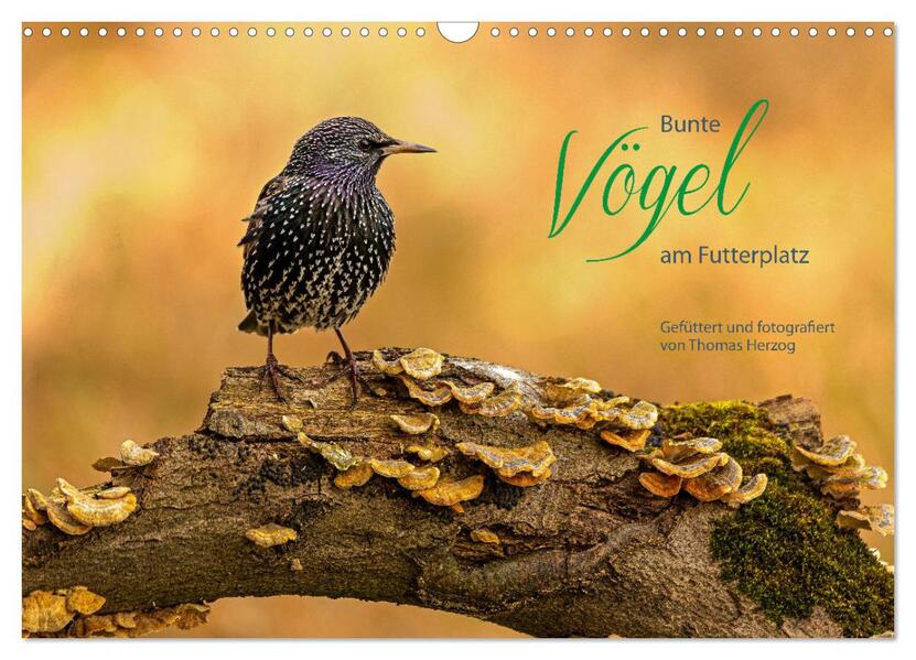 Bunte Vögel am Futterplatz (Wandkalender 2026 DIN A3 quer) CALVENDO Monatskalender