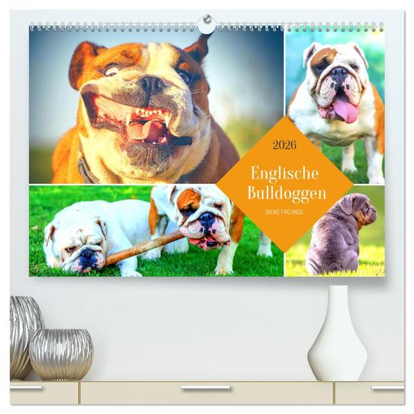 Dicke Freunde. Englische Bulldoggen (hochwertiger Premium Wandkalender 2026 DIN A2 quer) Kunstdruck in Hochglanz