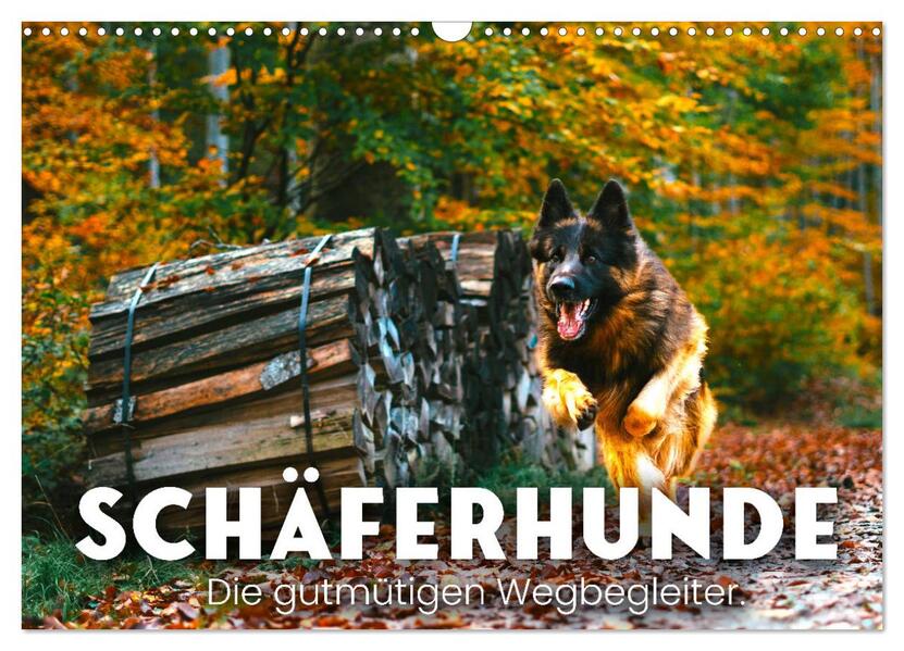 Schäferhunde - Die gutmütigen Wegbegleiter. (Wandkalender 2026 DIN A3 quer) CALVENDO Monatskalender