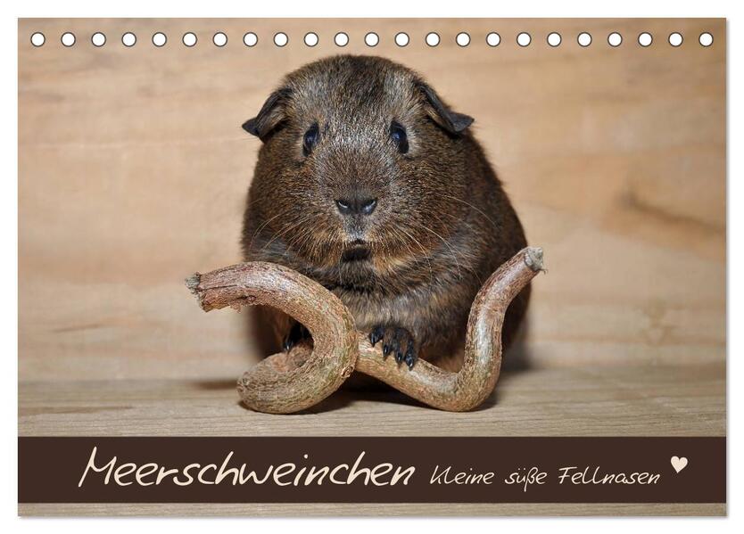Meerschweinchen - Kleine süße Fellnasen (Tischkalender 2026 DIN A5 quer) CALVENDO Monatskalender