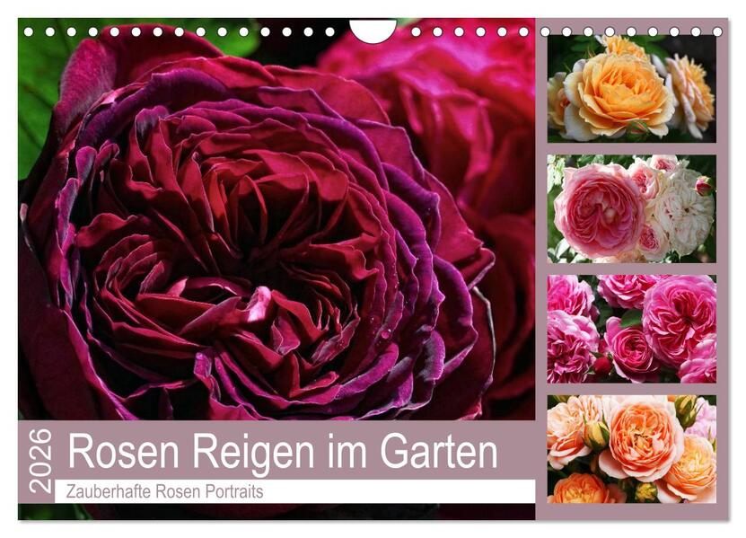 Rosen Reigen im Garten (Wandkalender 2026 DIN A4 quer) CALVENDO Monatskalender