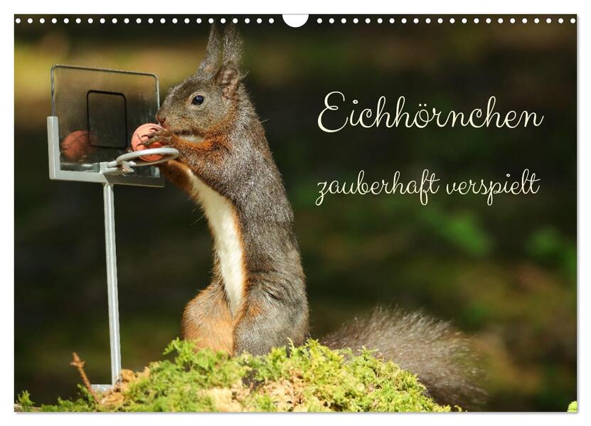 Eichhörnchen - zauberhaft verspielt (Wandkalender 2026 DIN A3 quer) CALVENDO Monatskalender