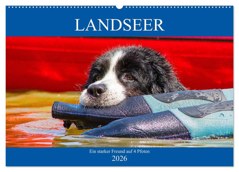 Landseer - Ein starker Freund auf 4 Pfoten (Wandkalender 2026 DIN A2 quer) CALVENDO Monatskalender