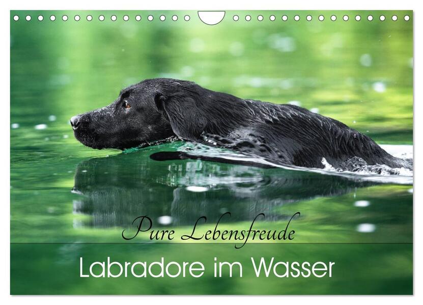 Labradore im Wasser (Wandkalender 2026 DIN A4 quer) CALVENDO Monatskalender